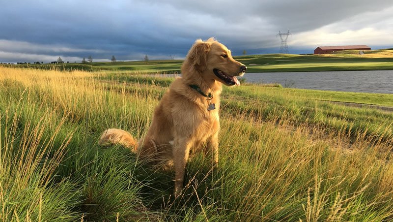 are dogs allowed on a golf course