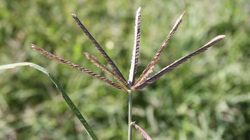 Missouri guide makes it easier to ID up to 461 different weed species ...