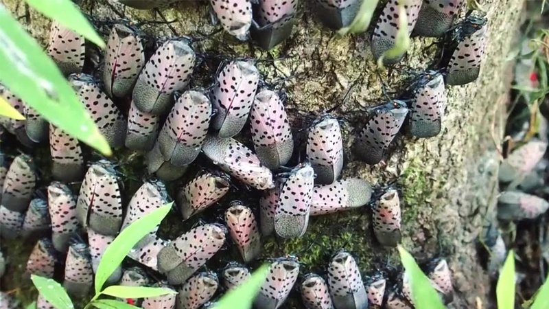 111023 spotted lanternfly.jpg
