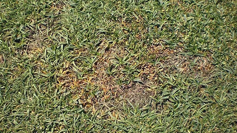 061925 anthracnos2.jpg