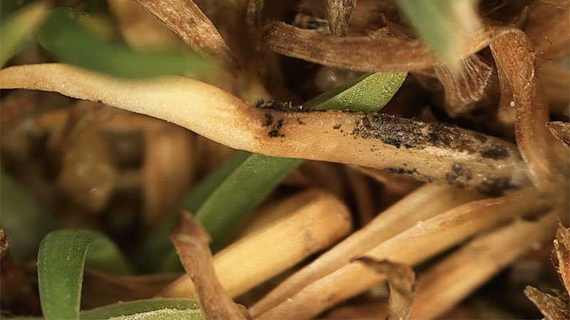 061925 anthracnose 1.jpg