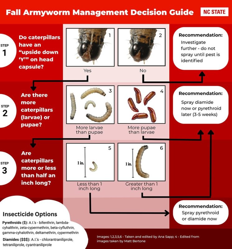 090425 armworms 2.jpg
