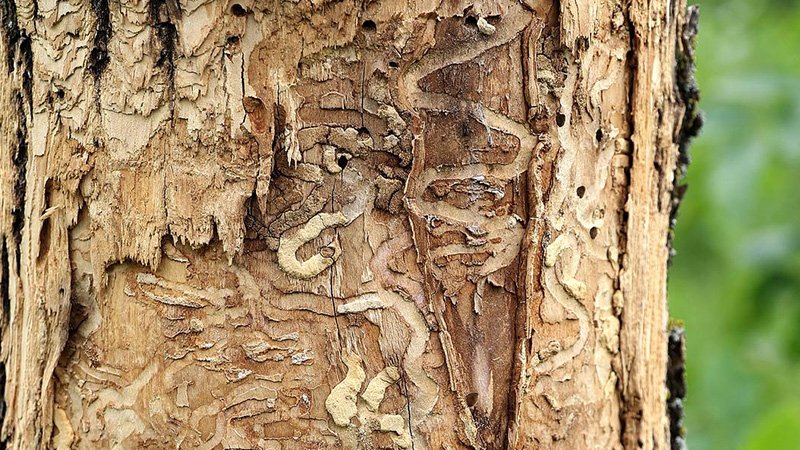 032026 ash borer 2.jpg