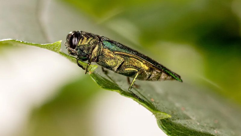 032026 eab1.jpg
